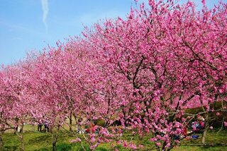 【イベント情報：茨城県】第50回古河桃まつり（3/14～3/29）