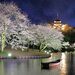 【イベント情報：神奈川県】三溪園　桜ライトアップ（3/27～4/5）
