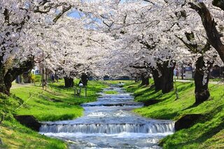 福島県の桜絶景ベスト10！春だけの奇跡の風景を巡る旅
