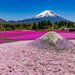 【イベント情報：山梨県】富士山麓をピンクに染める絶景花イベント「2026富士芝桜まつり」
