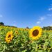 夏の香りに包まれる花散歩！関西で出会える花絶景10選