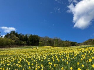 【イベント情報：群馬県】ノルンみなかみフラワーガーデン すいせんとちゅーりっぷまつり（4/22～5/24）