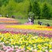 【イベント情報：北海道】チューリップ・すずらんフェスタ（5/16～5/31）