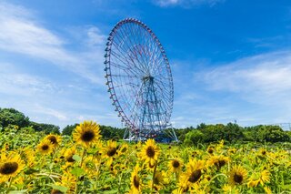夏の香りに包まれる花散歩！関東で出会える花絶景10選