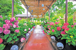 【イベント情報：奈良県】般若寺のあじさい（6/1～6/30）