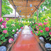 【イベント情報：奈良県】般若寺のあじさい（6/1～6/30）