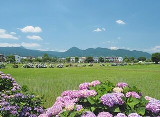 【イベント情報：神奈川県】第39回 2026開成町あじさいまつり（6/6～6/14）