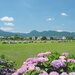 【イベント情報：神奈川県】第39回 2026開成町あじさいまつり（6/6～6/14）