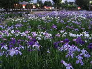 【イベント情報：山形県】あやめ公園　あやめまつり（6/10～7/5）