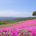 【イベント情報：千葉県】マザー牧場　桃色吐息（ペチュニア）（7/15～9/30）