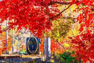 わざわざ乗りに行きたい！この秋絶対に乗るべき紅葉ローカル線10選