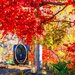 わざわざ乗りに行きたい！この秋絶対に乗るべき紅葉ローカル線10選