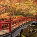 息をのむ絶景に出会う旅！秋の関東で行くべき紅葉名所
