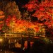 夜の闇に浮かぶ絶景！2026年絶対ハズさない紅葉ライトアップ10選