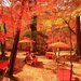 息をのむ絶景に出会う旅！秋の関西で行くべき紅葉名所