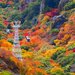 息をのむ絶景に出会う旅！秋の中国・四国で行くべき紅葉名所