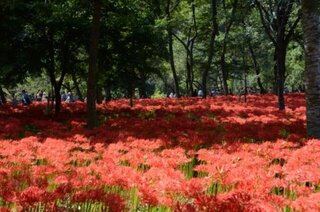 【イベント情報：埼玉県】巾着田曼珠沙華まつり（9/21～10/6）