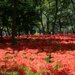 【イベント情報：埼玉県】巾着田曼珠沙華まつり（9/21～10/6）