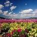 【イベント情報：京都府】京都丹波／亀岡「夢コスモス園」（10/1～11/8）