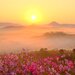 【イベント情報：広島県】花の駅せら天空のコスモスと花畑ブランコ（9/12～11/3）