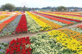 秋風そよぐレインボー花畑×みかん狩り！「東京ドイツ村」の秋トリップ