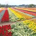 秋風そよぐレインボー花畑×みかん狩り！「東京ドイツ村」の秋トリップ