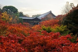 【イベント情報：京都府】東福寺　看楓特別公開（11/14～12/6）