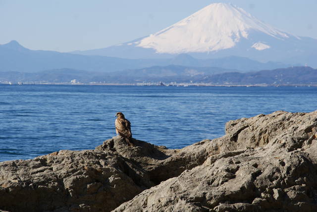 空気が澄んだ冬におすすめ 富士山の写真を撮りに行こう 神奈川 Tripa トリパ 旅のプロがお届けする旅行に役立つ情報