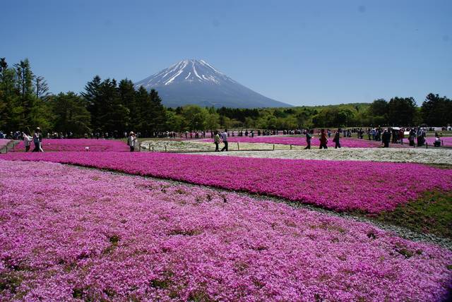 富士山と芝桜の絶景は必見 富士芝桜まつりと周辺モデルコース Tripa トリパ 旅のプロがお届けする旅行に役立つ情報