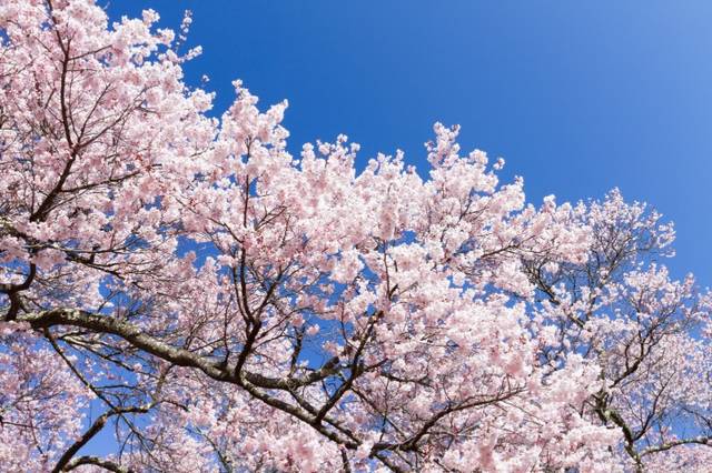 日本三大桜・五大桜って知ってる？一生に一度はお花見したい桜の