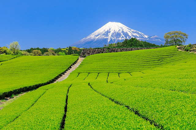 茶畑でお茶摘み体験やスイーツも 静岡県の春の新茶を味わう旅に出よう Tripa トリパ 旅のプロがお届けする旅行に役立つ情報