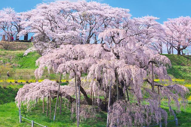 日本三大桜 五大桜って知ってる 一生に一度はお花見したい桜の名所 Tripa トリパ 旅のプロがお届けする旅行に役立つ情報
