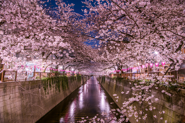 関東で桜を見るならここ おすすめお花見スポット10選 Tripa トリパ 旅のプロがお届けする旅行に役立つ情報