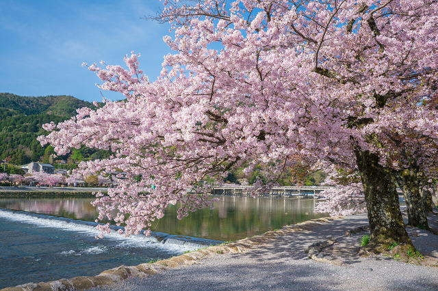 関西で桜を見るならここ おすすめお花見スポット10選 Tripa トリパ 旅のプロがお届けする旅行に役立つ情報