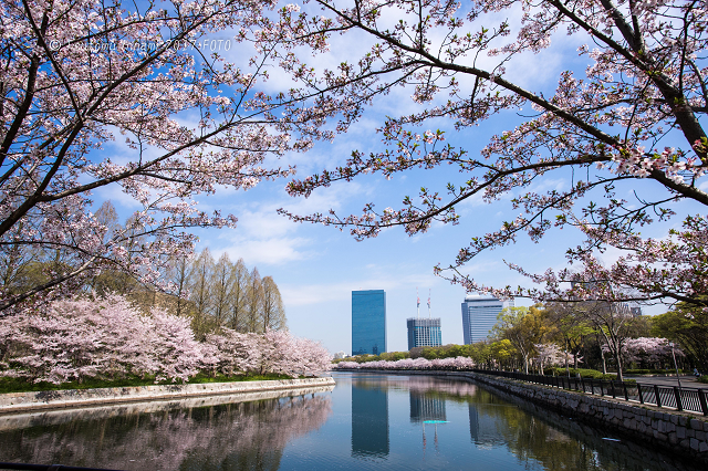 関西で桜を見るならここ おすすめお花見スポット10選 Tripa トリパ 旅のプロがお届けする旅行に役立つ情報