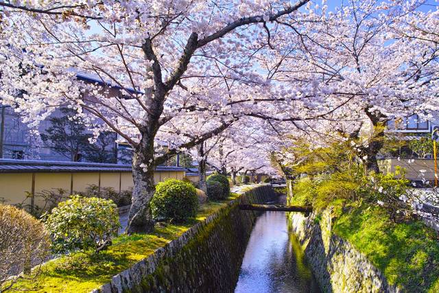 関西で桜を見るならここ おすすめお花見スポット10選 Tripa トリパ 旅のプロがお届けする旅行に役立つ情報