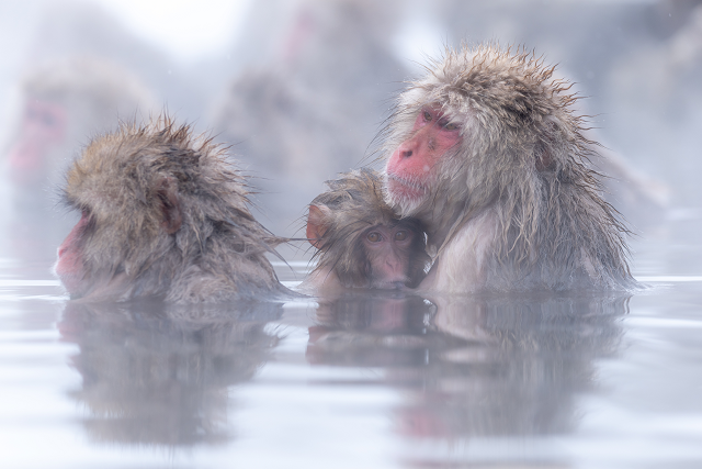 地獄谷野猿公苑