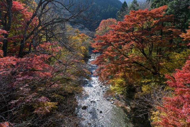 日本の秋を大満喫 日本全国おすすめの紅葉絶景スポット15選 Tripa トリパ 旅のプロがお届けする旅行に役立つ情報
