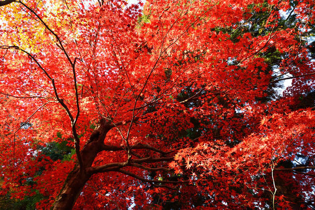 今年の紅葉はどこへ見に行く 日本全国のおすすめ紅葉スポット まとめ Tripa トリパ 旅のプロがお届けする旅行に役立つ情報