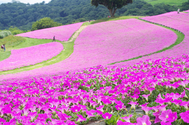 一面のピンクが美しくて可愛い♡国内で見られるピンクの絶景10選
