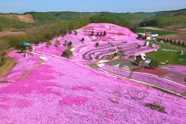 一面のピンクが美しくて可愛い♡国内で見られるピンクの絶景10選