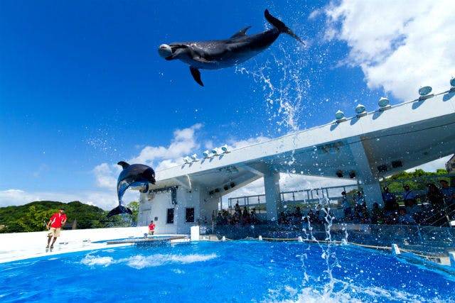 祝開店大放出セール開催中 水族館の人気者 下敷き1枚 ペンギン シャチ イルカ ラッコ マンボウ