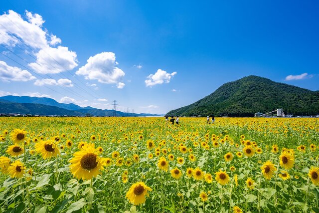 タぺストリー ひまわり畑 金具付 夕焼け 模様替え A15 通販