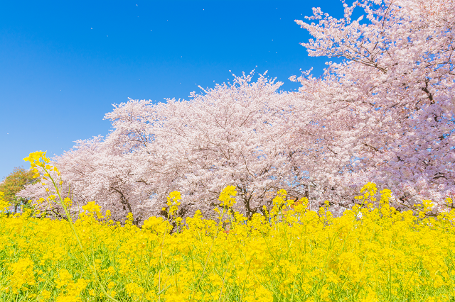 熊谷桜堤