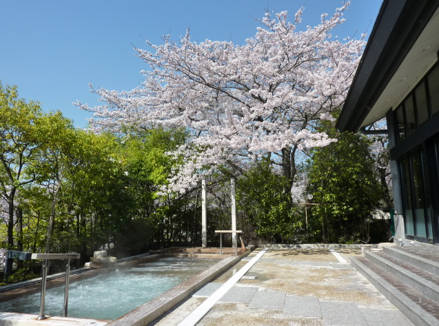 桜の季節の温泉大浴場　露天風呂