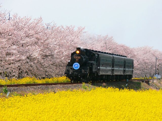 春の絶景はコレで決まり 電車と春の花が撮影できるおすすめ鉄道スポット Tripa トリパ 旅のプロがお届けする旅行に役立つ情報