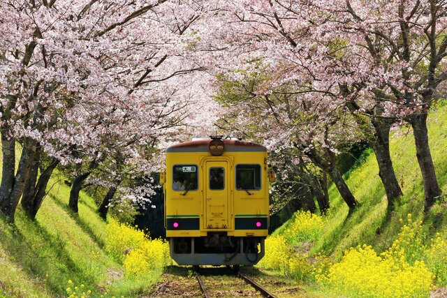 春の絶景はコレで決まり 電車と春の花が撮影できるおすすめ鉄道スポット Tripa トリパ 旅のプロがお届けする旅行に役立つ情報