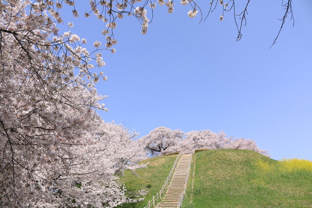 春が待ち遠しい カメラ好きが選ぶ埼玉県の桜名所ランキングbest5 Tripa トリパ 旅のプロがお届けする旅行に役立つ情報