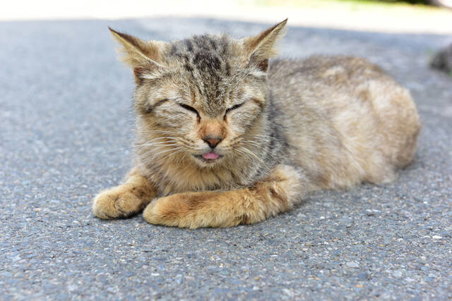 photo by PIXTA (226597)