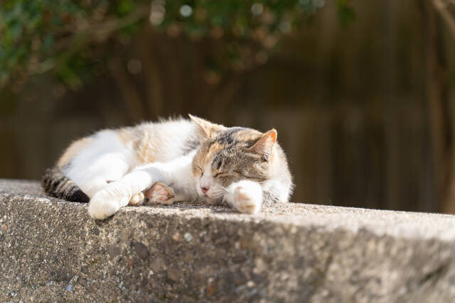 photo by PIXTA (226602)